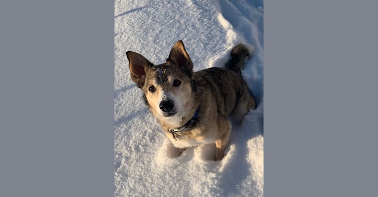 Photo of Wiley, an Alaskan-type Husky, Labrador Retriever, and Mixed mix in Bethel, Alaska, USA