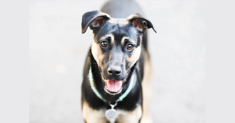 Roo, a Labrador Retriever and American Pit Bull Terrier mix tested with EmbarkVet.com