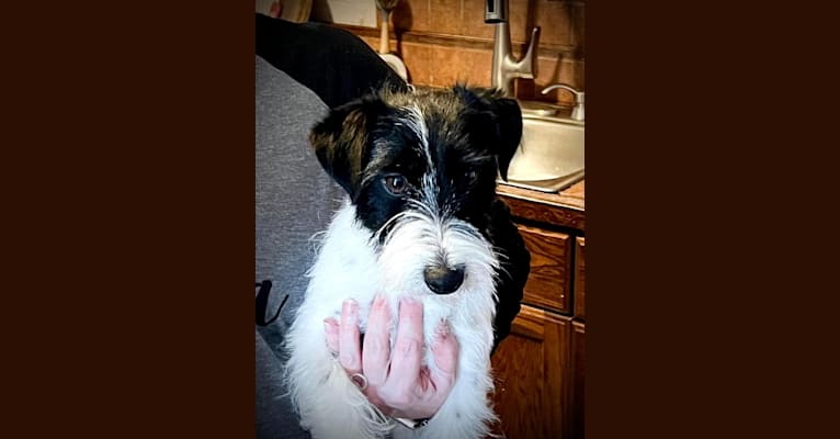 Stella, a Russell-type Terrier tested with EmbarkVet.com