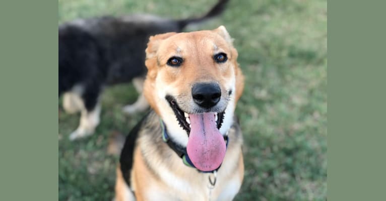 Shainee, a German Shepherd Dog and Australian Cattle Dog mix tested with EmbarkVet.com