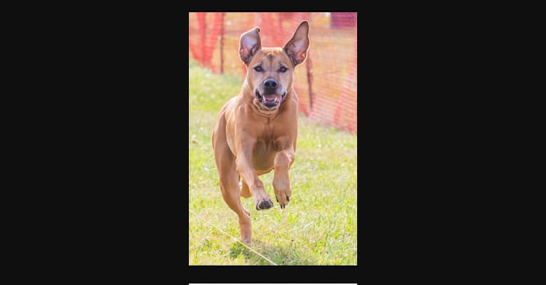 Daisy, a Rhodesian Ridgeback tested with EmbarkVet.com