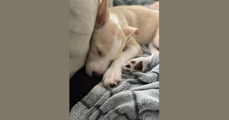 Bean, a Chihuahua and Miniature Schnauzer mix tested with EmbarkVet.com