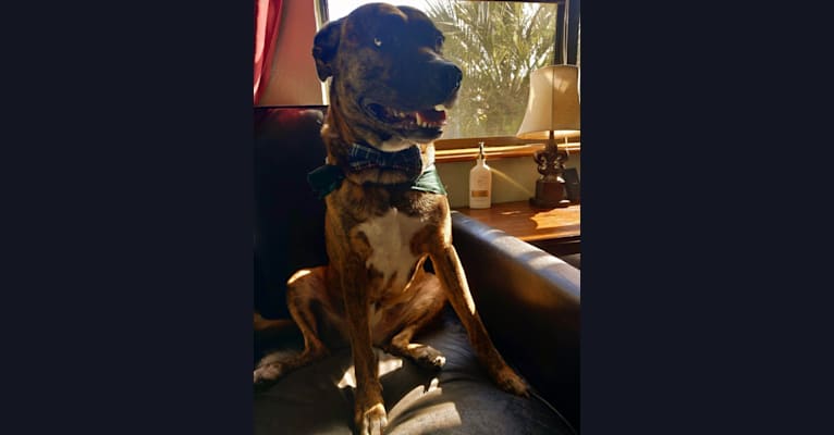 Atlas, an American Pit Bull Terrier (12.2% unresolved) tested with EmbarkVet.com