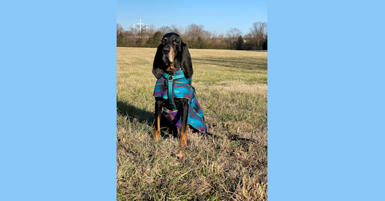 Walter, a Black and Tan Coonhound tested with EmbarkVet.com