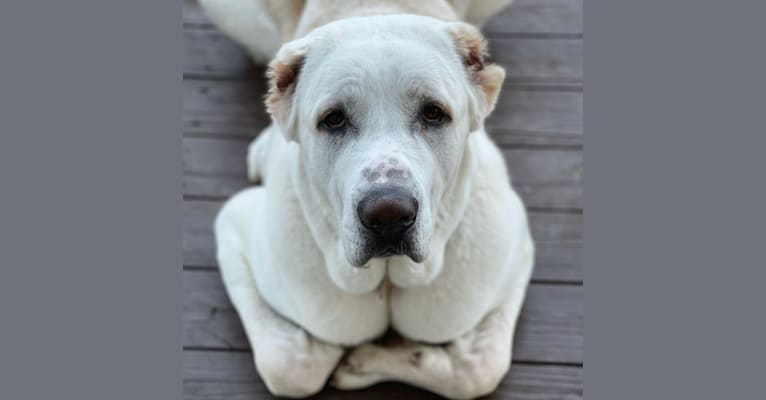 Po, a Central Asian Shepherd Dog tested with EmbarkVet.com