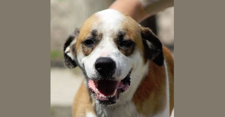 Eddie, a Great Pyrenees and Boxer mix tested with EmbarkVet.com