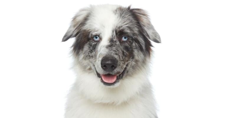 Luke, a German Shepherd Dog and Australian Cattle Dog mix tested with EmbarkVet.com
