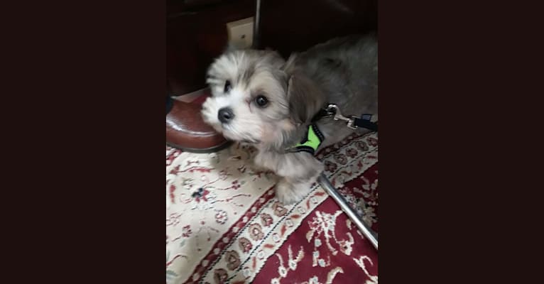 Queen Bessie, a Havanese tested with EmbarkVet.com