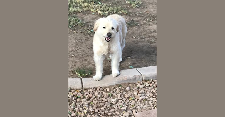 Photo of Henry, a Poodle (Small), Chihuahua, Pomeranian, and Mixed mix in Scottsdale, Arizona, USA