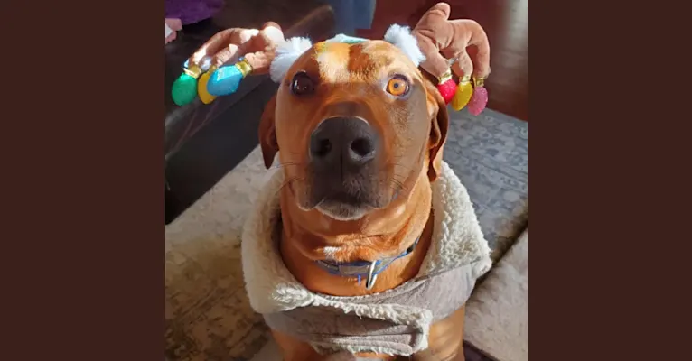 Gus, a Redbone Coonhound and American Pit Bull Terrier mix tested with EmbarkVet.com