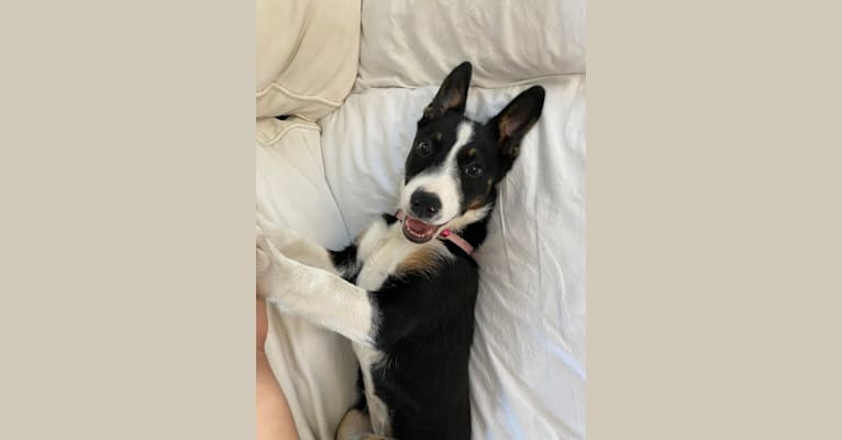 Laika, a Border Collie and Australian Cattle Dog mix tested with EmbarkVet.com