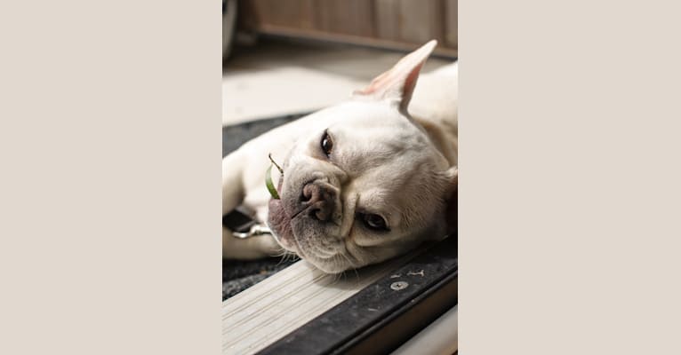 Quincy, a French Bulldog (9.4% unresolved) tested with EmbarkVet.com