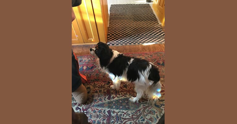 Photo of ROBBIE, a Cavalier King Charles Spaniel, Pomeranian, and Shih Tzu mix in Salem, Massachusetts, USA