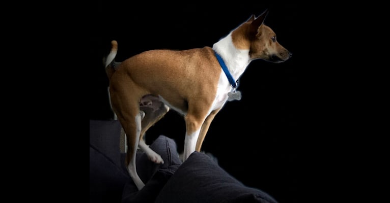 Bruno, a Basenji and American Pit Bull Terrier mix tested with EmbarkVet.com