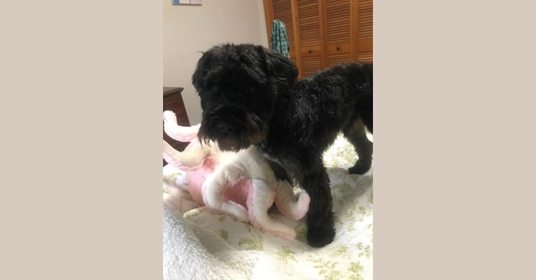 Maxwell (Supaypawawa), a Miniature Schnauzer and Silky Terrier mix tested with EmbarkVet.com