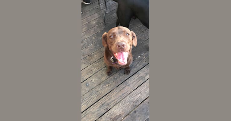Jessie, a Labrador Retriever and German Shepherd Dog mix tested with EmbarkVet.com