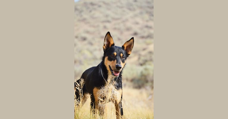 Bandit, an Australian Cattle Dog and Staffordshire Terrier mix tested with EmbarkVet.com