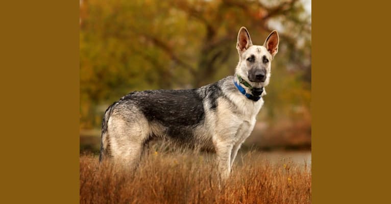 Maxwell, a German Shepherd Dog and Siberian Husky mix tested with EmbarkVet.com