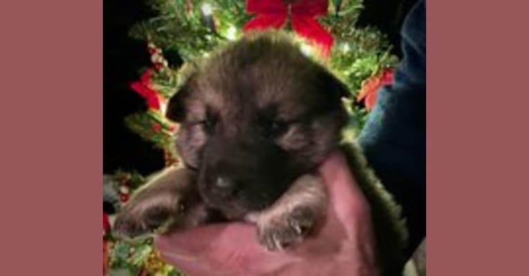 Phoebe, an Alaskan Malamute and German Shepherd Dog mix tested with EmbarkVet.com