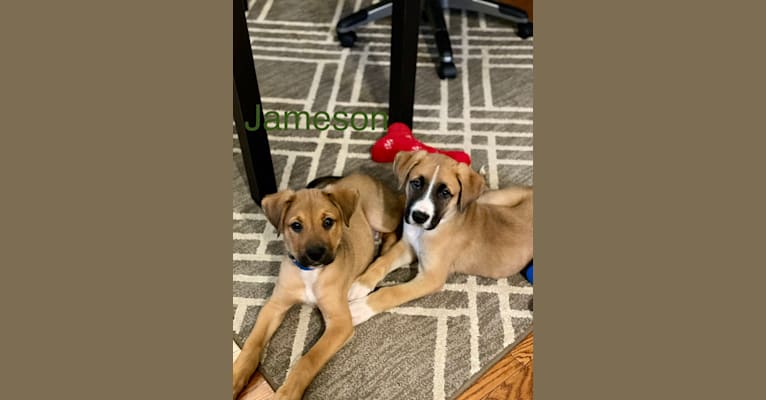 Sawyer, a Boxer and Great Pyrenees mix tested with EmbarkVet.com