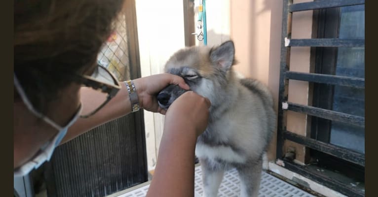 Photo of Mira, a Siberian Husky  in Dasmariñas, Cavite, Philippines
