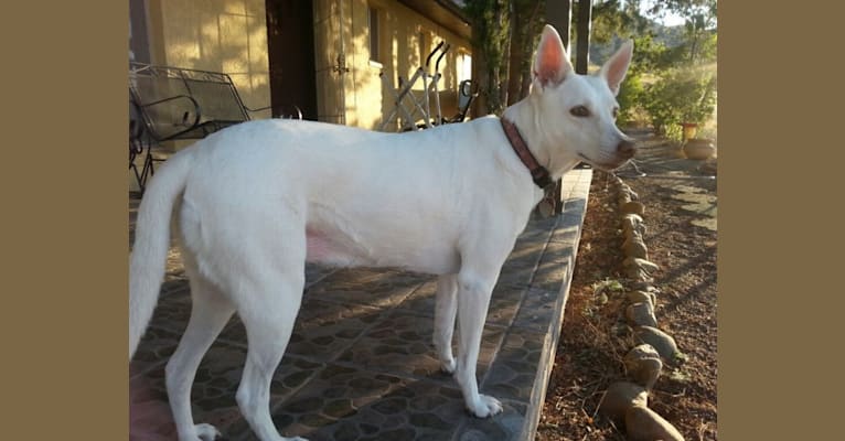 Arizona Horchata Miel de Abeja, an American Village Dog tested with EmbarkVet.com
