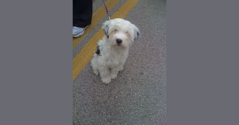 Photo of Booth, a Tibetan Terrier  in Magnolia, TX, USA