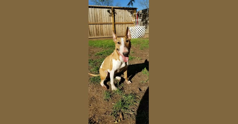Ophelia, a Bull Terrier tested with EmbarkVet.com
