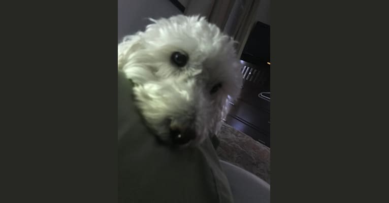 Photo of Winston, a Poodle (Small)  in Collingswood, New Jersey, USA