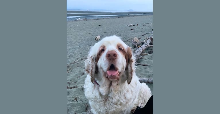 Photo of Neil, a Clumber Spaniel  in Denmark