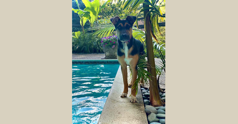 Lola, a German Shepherd Dog and American Pit Bull Terrier mix tested with EmbarkVet.com