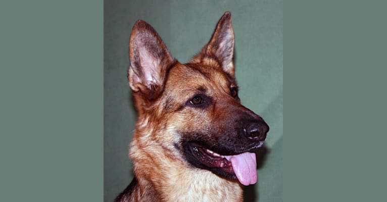 Photo of Gypsy Lee, a German Shepherd Dog  in Alberta, Canada