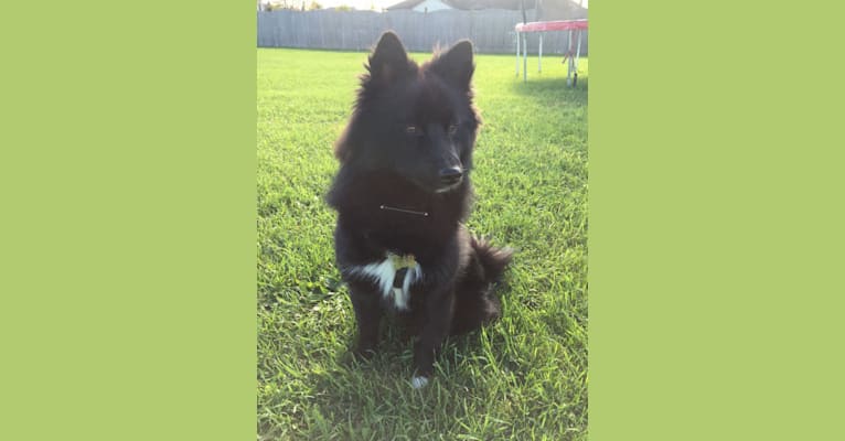 Lobo, an American Eskimo Dog and Shiba Inu mix tested with EmbarkVet.com