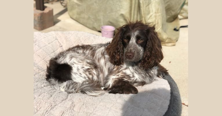 Maisie, an English Cocker Spaniel (Working Type) and English Springer Spaniel mix tested with EmbarkVet.com