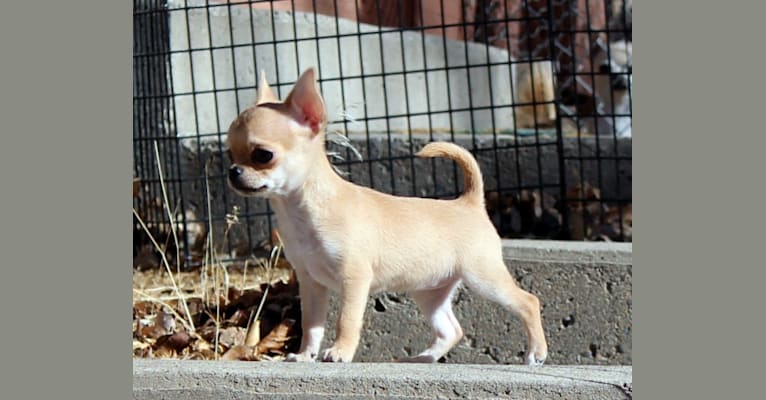 Photo of Quinn, a Chihuahua 