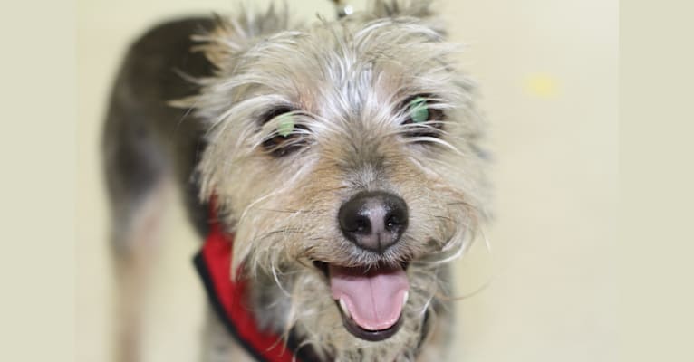 Zoey Senner, a Maltese and Miniature Pinscher mix tested with EmbarkVet.com