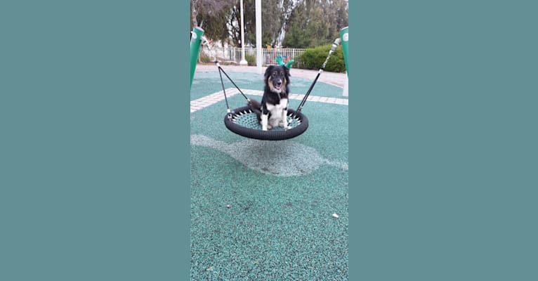 Baloo, an Arabian Village Dog tested with EmbarkVet.com
