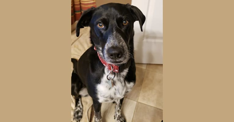 Maggie Mae, a Coonhound and Rottweiler mix tested with EmbarkVet.com