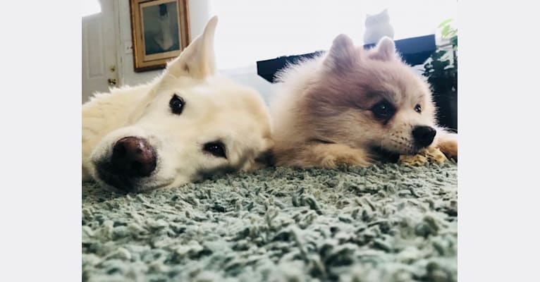 Nanuk, a Siberian Husky and German Shepherd Dog mix tested with EmbarkVet.com