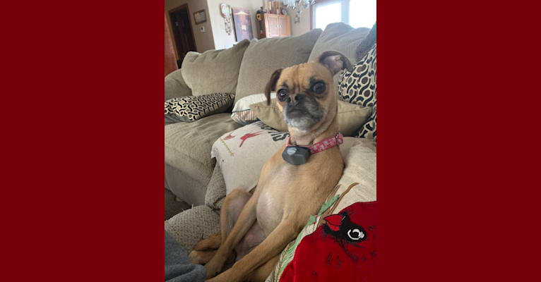 Ginger, a Pug and Chihuahua mix tested with EmbarkVet.com