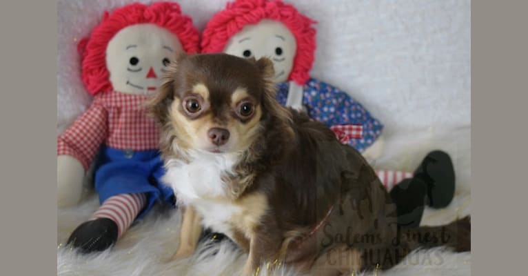 Sophia, a Chihuahua tested with EmbarkVet.com