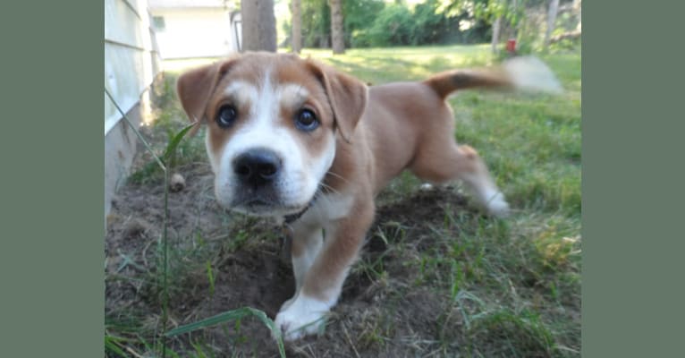 Joe, a Carolina Dog tested with EmbarkVet.com