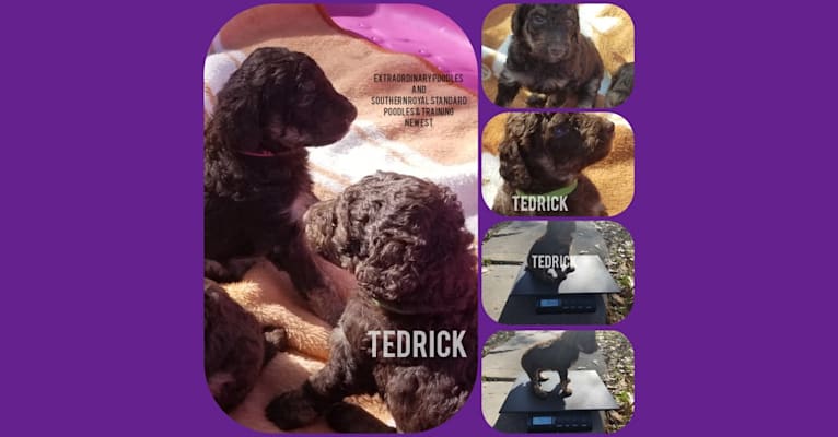 Tedrick, a Poodle (Standard) tested with EmbarkVet.com