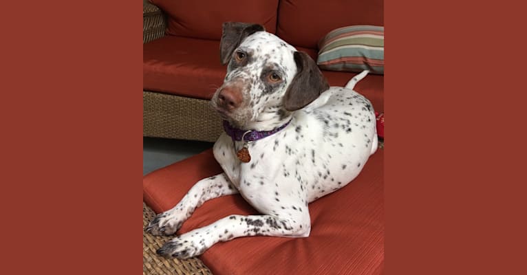 Boston terrier dalmatian mix sales