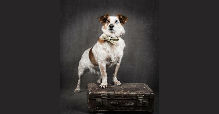 Kaitsu, an Eastern European Village Dog and Pekingese mix tested with EmbarkVet.com