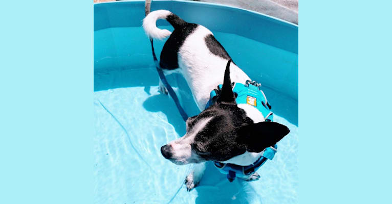 Topper, a Chihuahua tested with EmbarkVet.com
