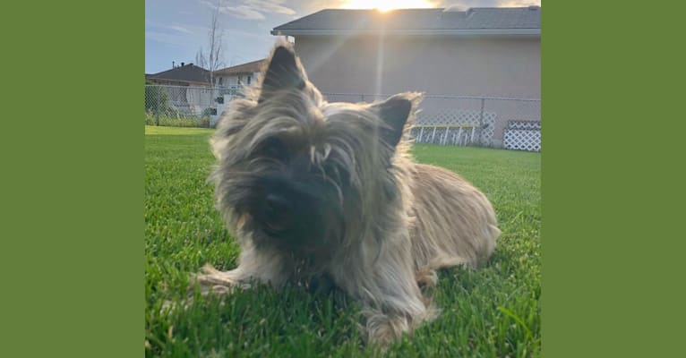 Photo of Princess Gracie Mae of Cairn Terrier Creek, a Cairn Terrier  in Florida, USA