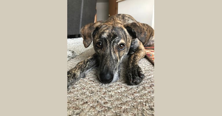 Embark Dog DNA Test Breed