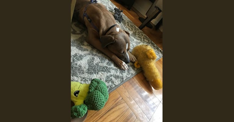 Morty, an American Pit Bull Terrier and American Staffordshire Terrier mix tested with EmbarkVet.com