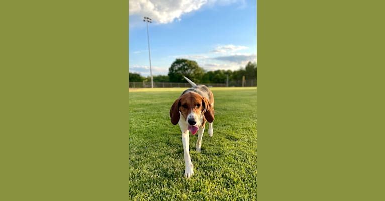 Roxy, a Treeing Walker Coonhound tested with EmbarkVet.com